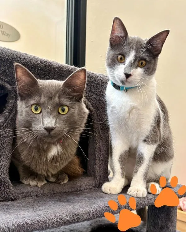 A young small-sized male Domestic Medium Hair cat named Ursa for adoption in Novato, CA