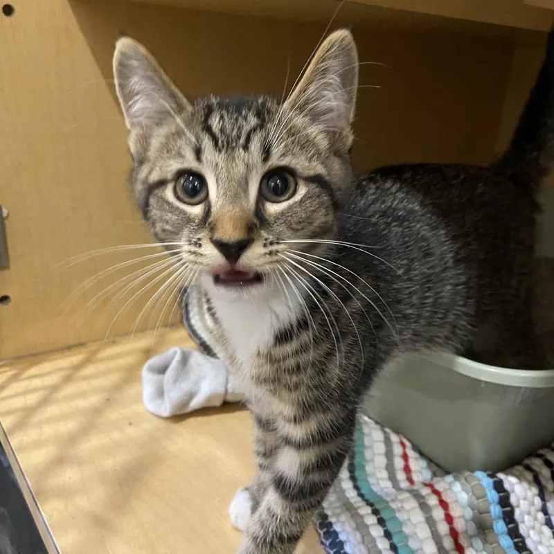 A baby small-sized male Brown / Chocolate Domestic Short Hair cat named Mako for adoption in Washington Township, OH