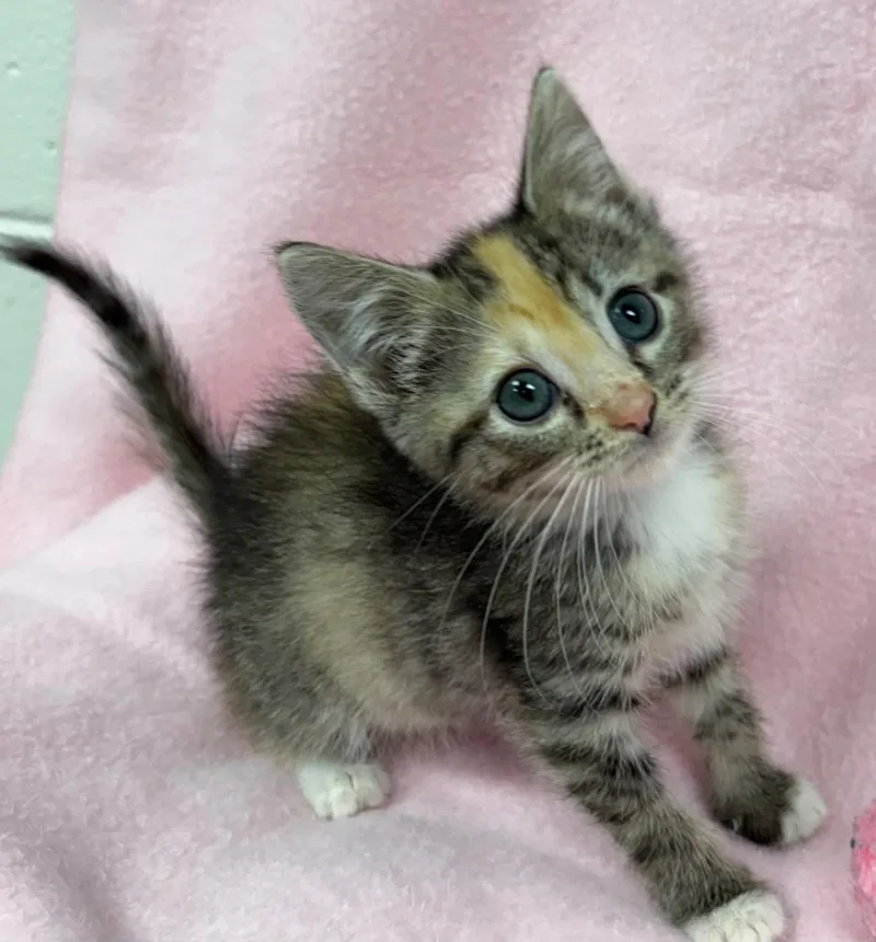 A baby medium-sized female Domestic Short Hair cat named Philippa  AC  for adoption in Greeneville, TN