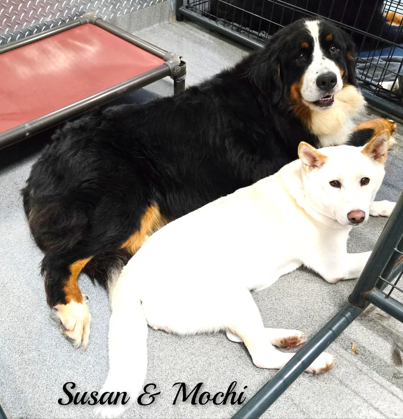An adult large-sized female Tricolor (Brown, Black, & White) Bernese Mountain Dog dog named Susan for adoption in Fredericksburg, VA