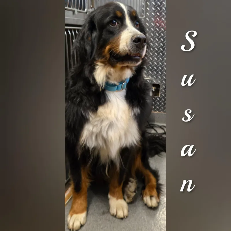 Susan thumbnail 3