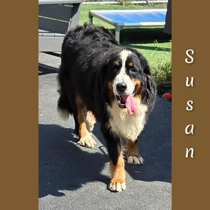 Susan thumbnail 5