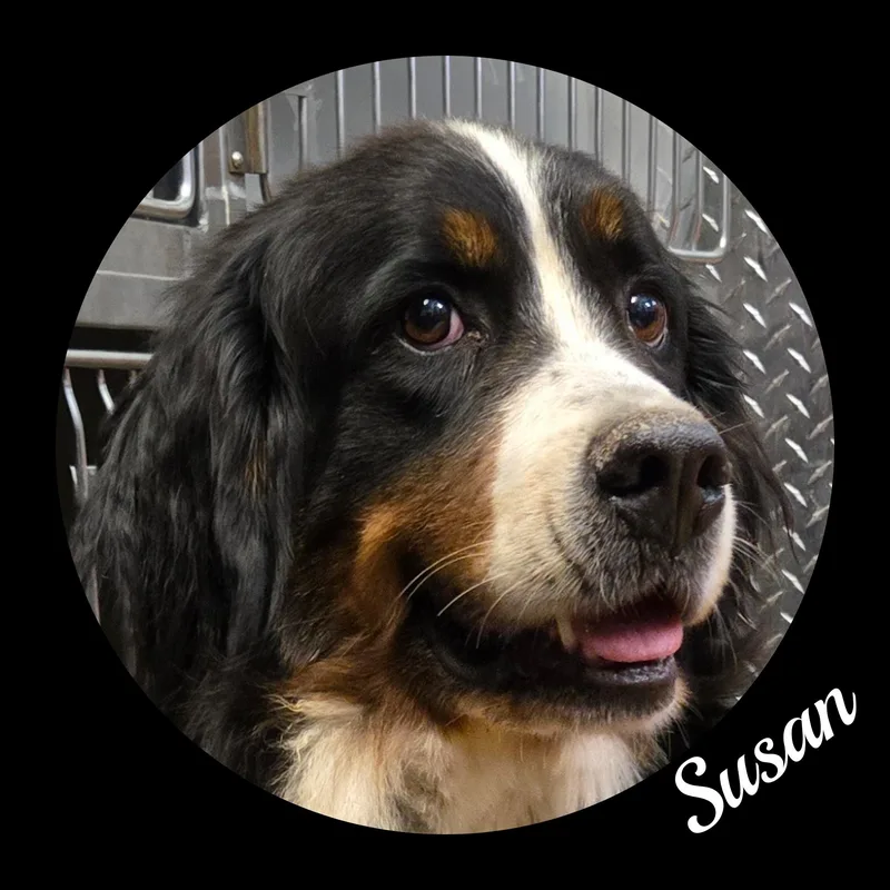 Susan thumbnail 6