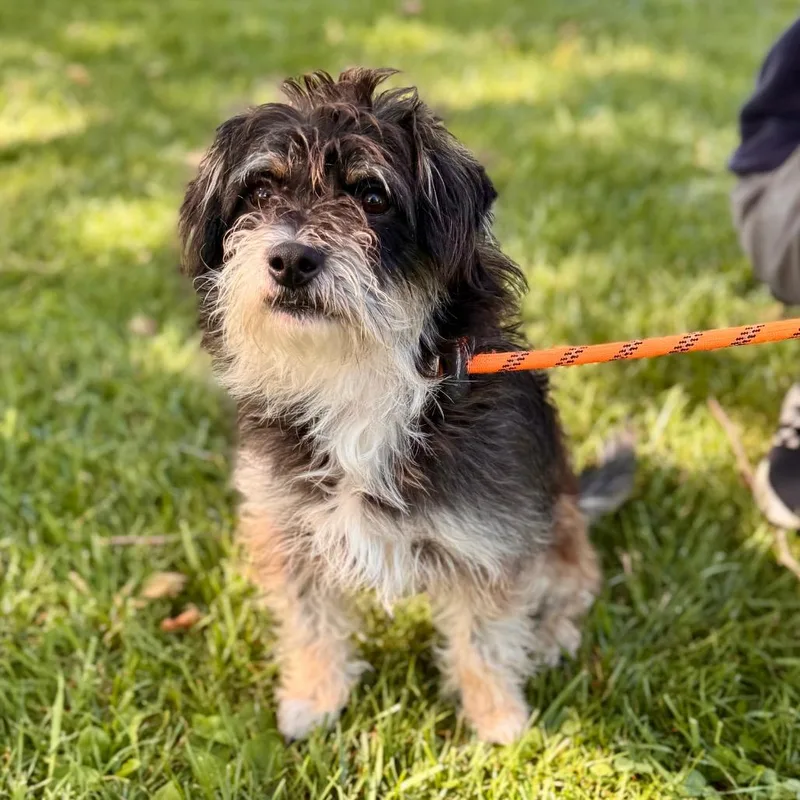 An adult small-sized male Black Terrier dog named Robert  Chino Hills for adoption in Chino Hills, CA