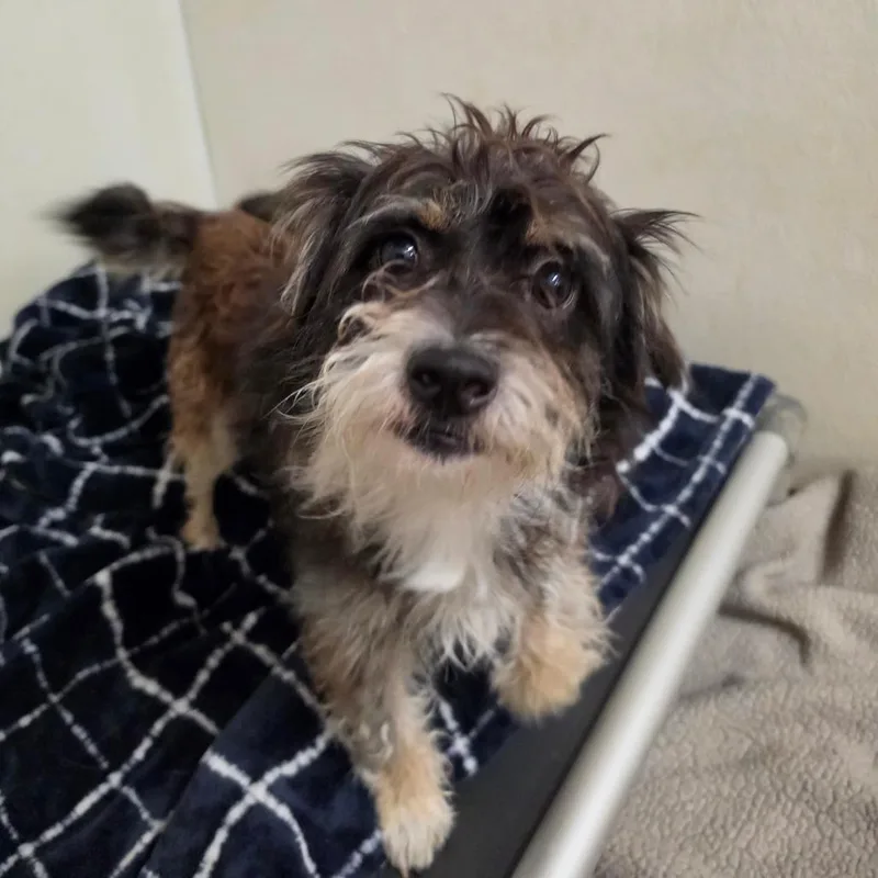 Robert  Chino Hills thumbnail 2