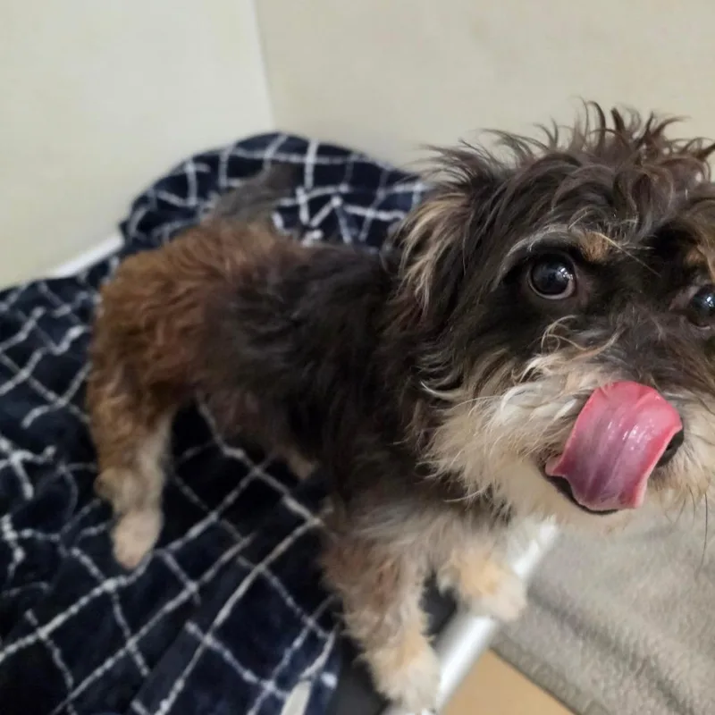 Robert  Chino Hills thumbnail 3