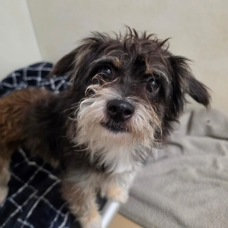 Robert  Chino Hills thumbnail 4