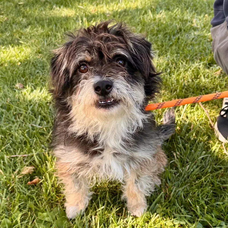 Robert  Chino Hills thumbnail 5