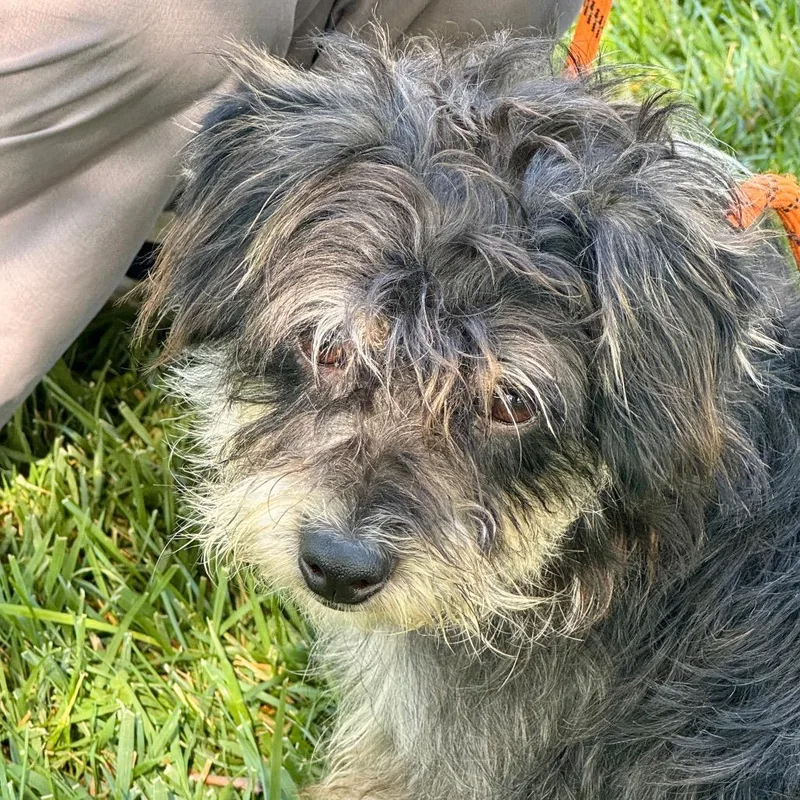 Robert  Chino Hills thumbnail 6