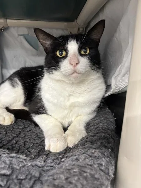 An adult small-sized male Domestic Short Hair cat named Hempy for adoption in Sherwood, OR