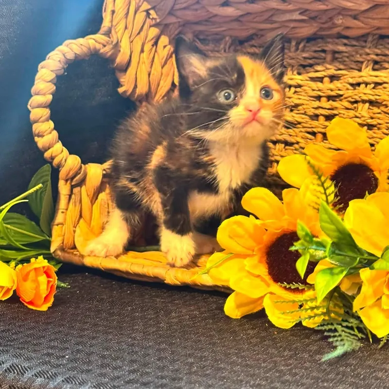 A baby medium-sized female Calico cat named Sassy for adoption in Lucedale, MS