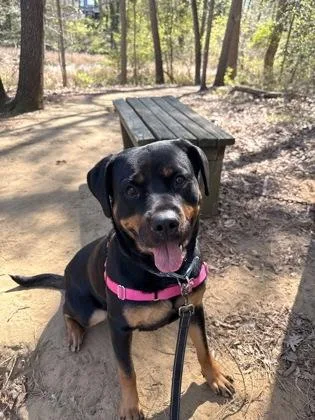 An adult large-sized female Bicolor Rottweiler dog named Sansa for adoption in Annapolis, MD