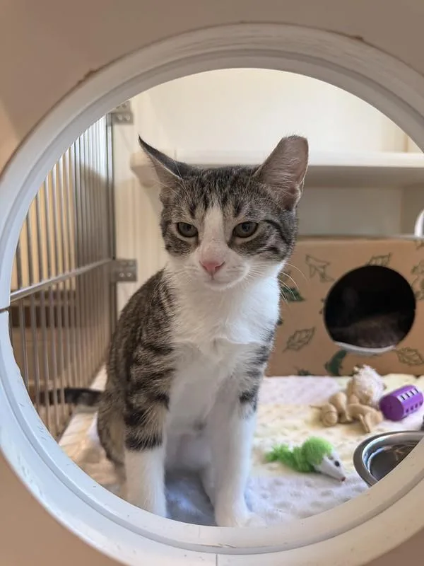 A young small-sized male Domestic Short Hair cat named Bullseye for adoption in Truckee, CA