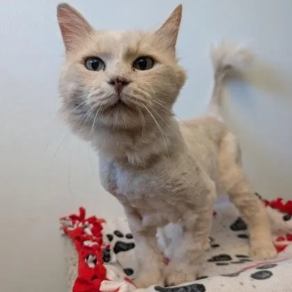 An adult medium-sized male Buff / Tan / Fawn Domestic Long Hair cat named Tommy for adoption in Rochester, MN