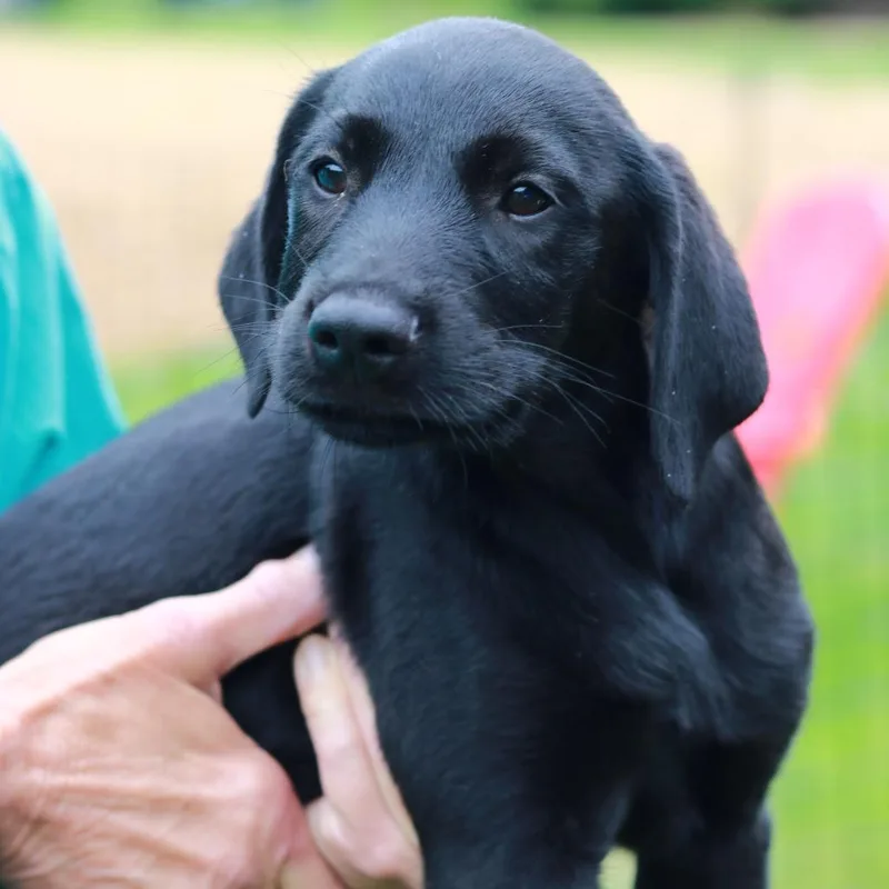 A baby medium-sized male Black Labrador Retriever dog named Ct Radicchio for adoption in Stormville, NY