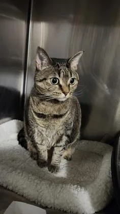 An adult medium-sized female Tabby (Brown / Chocolate) Domestic Short Hair cat named Addison R. for adoption in Annapolis, MD