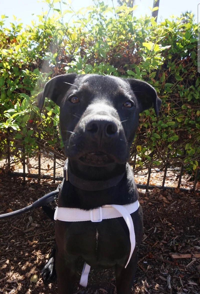 A young medium-sized male Black Labrador Retriever dog named Onyx for adoption in Mojave, CA