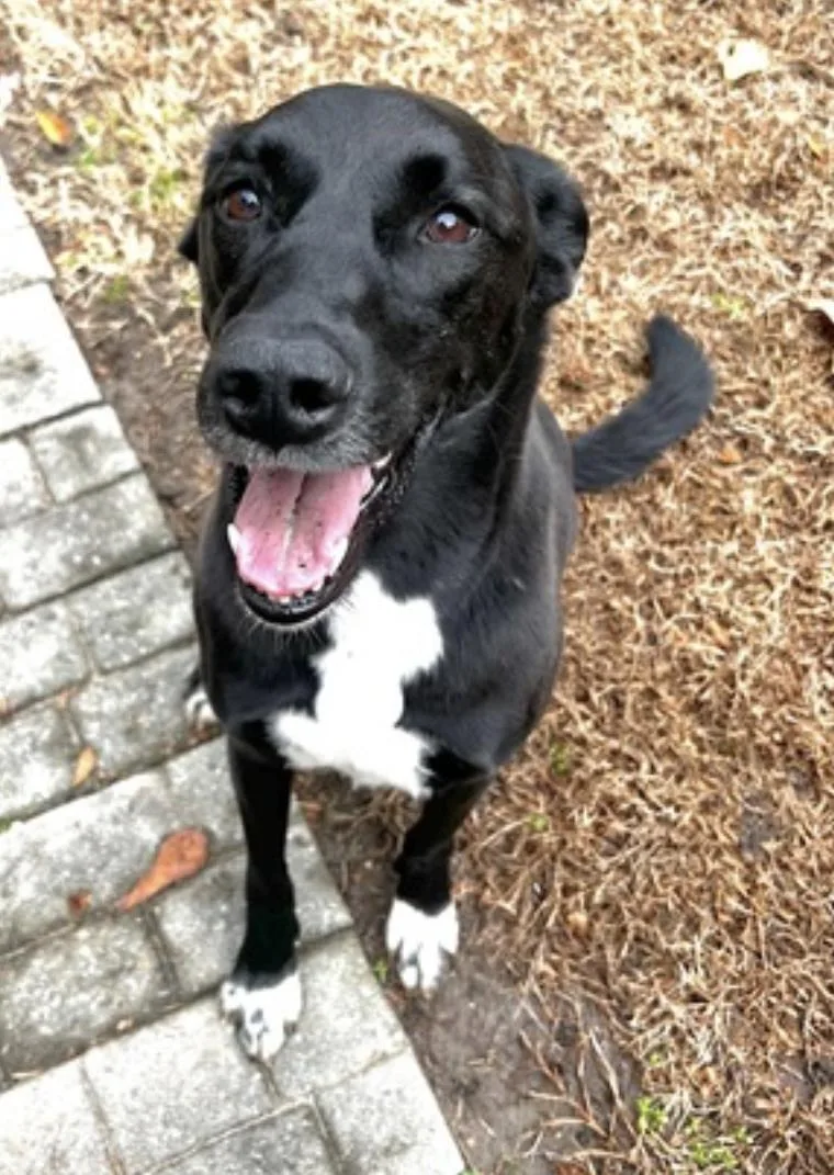 An adult large-sized female Black Saluki dog named Bella for adoption in Amherst, MA