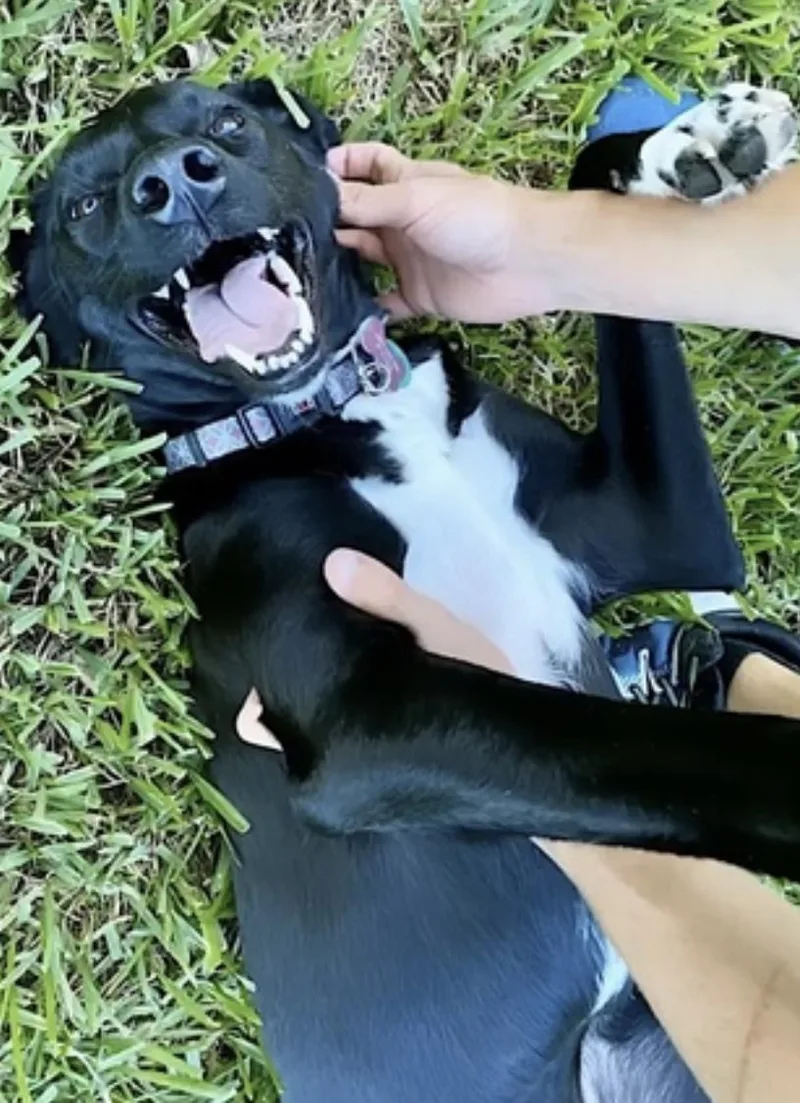 Bella thumbnail 3