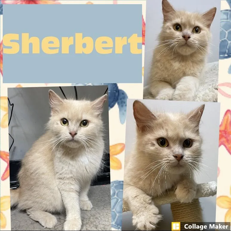 An adult medium-sized female Domestic Short Hair cat named Sherbert for adoption in Clearfield, PA