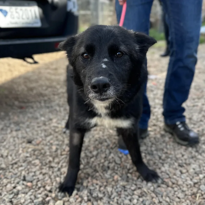 Buffalo Chicken Wrap thumbnail 3