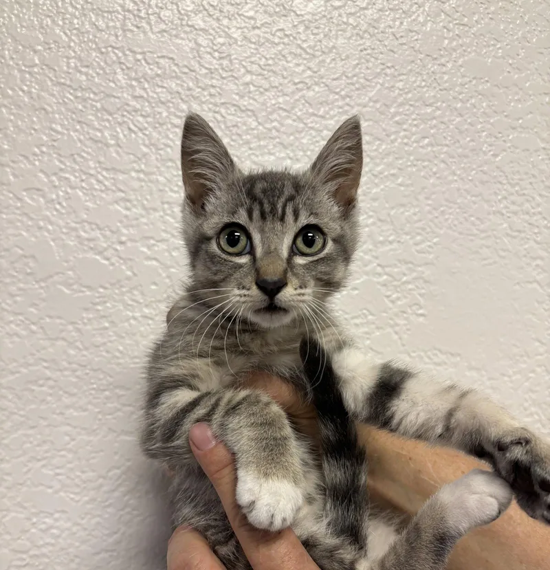 A baby medium-sized male Tabby cat named Rocko for adoption in Napa, CA