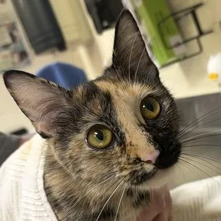 An adult medium-sized female Tortoiseshell Domestic Short Hair cat named Teegee for adoption in Asheville, NC