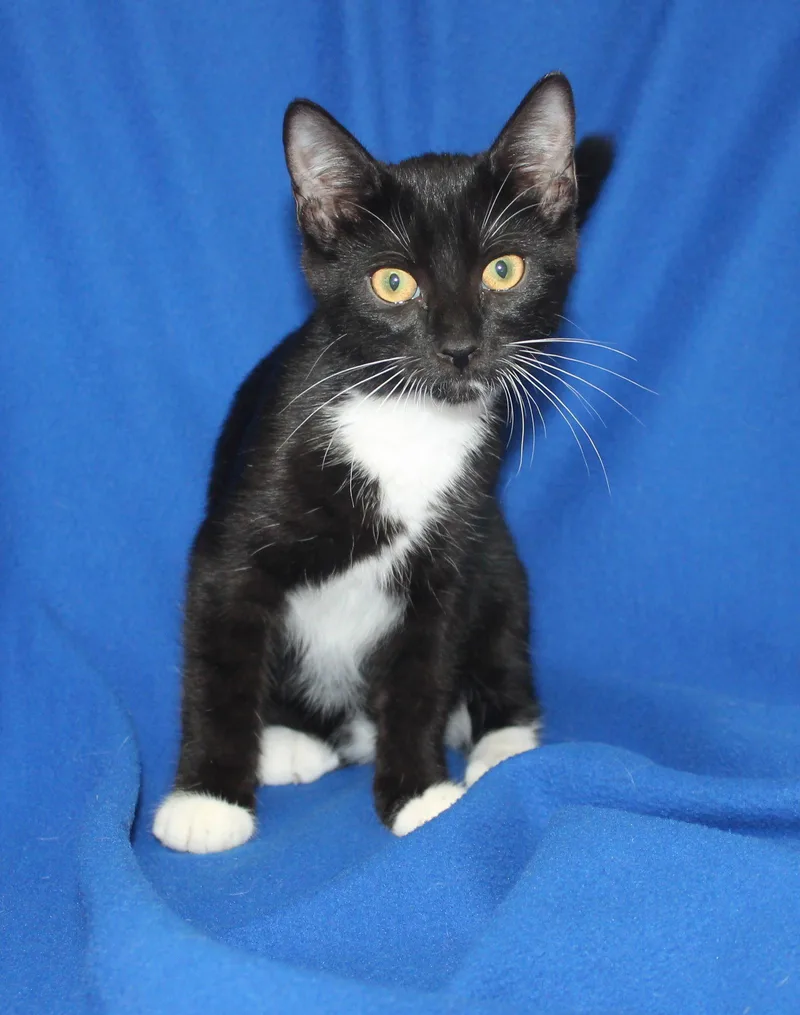 A baby medium-sized male Black & White / Tuxedo Domestic Short Hair cat named JackJack for adoption in Prattville, AL