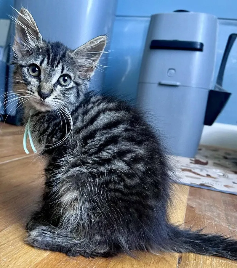 A young medium-sized female Domestic Medium Hair cat named Mash for adoption in Forest, VA