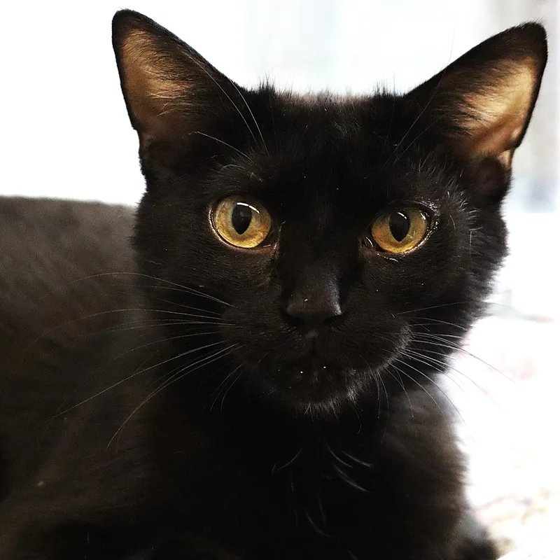 An adult medium-sized female Black Domestic Short Hair cat named Ida for adoption in Rochester, MN