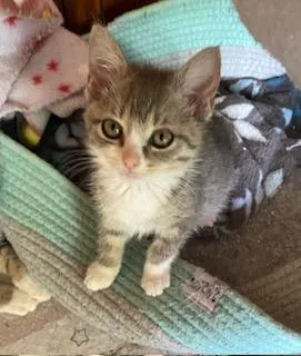 A baby medium-sized female Tabby (Gray / Blue / Silver) Tabby cat named Rhiannon for adoption in Southern Pines, NC