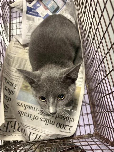 A baby small-sized female Domestic Short Hair cat named Rumi for adoption in Chatsworth, CA