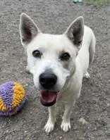 An adult medium-sized female White / Cream Akita dog named Cheyenne for adoption in Redmond, OR