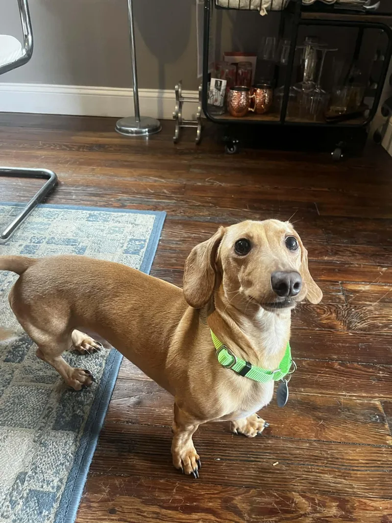 An adult small-sized male Dachshund dog named Louie for adoption in Buffalo, NY