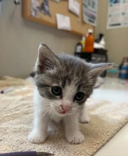 A baby small-sized male Domestic Short Hair cat named Max for adoption in Fishers, IN