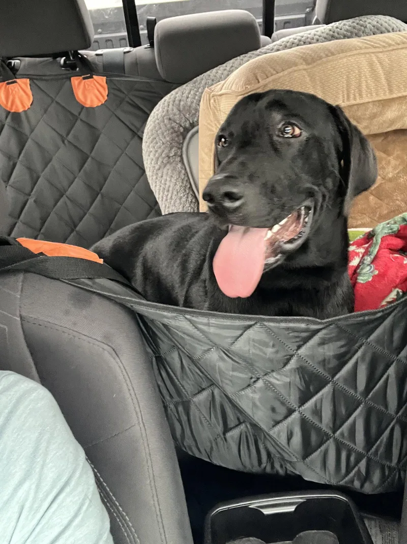 An adult extra large-sized male Labrador Retriever dog named Keg for adoption in St. Louis, MO
