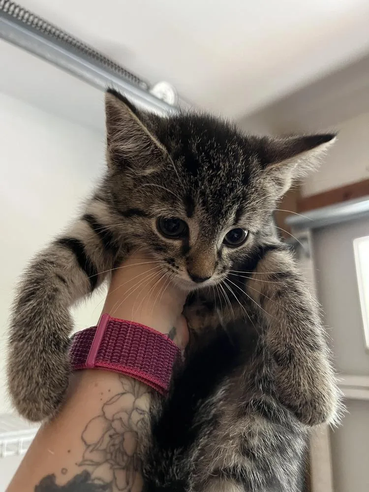 A baby medium-sized female Brown / Chocolate Domestic Short Hair cat named Gamora for adoption in Emerald Isle, NC