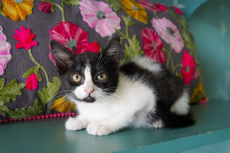 A baby small-sized female Domestic Short Hair cat named Louise for adoption in San Antonio, TX