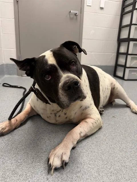An adult extra large-sized female Pit Bull Terrier dog named Baby Belle for adoption in Indianapolis, IN