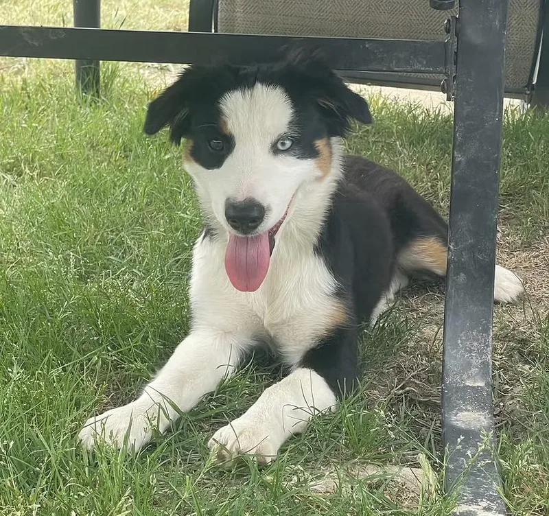 A baby medium-sized female Australian Shepherd dog named Topaz for adoption in Arlington, TX