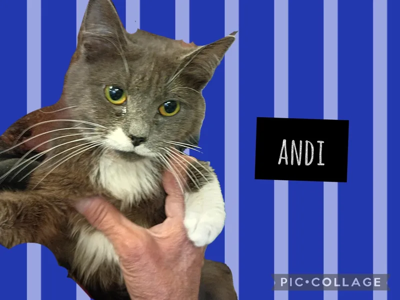 A young small-sized female Domestic Short Hair cat named Andi for adoption in Muncie, IN