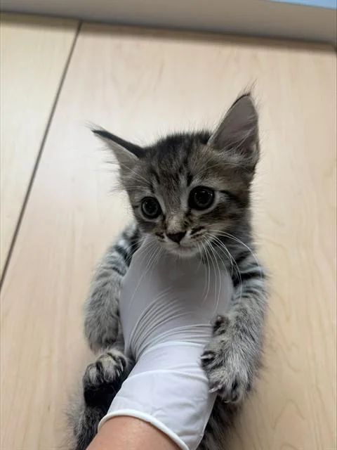 A baby small-sized male Domestic Short Hair cat named Kelly for adoption in Riverside, CA