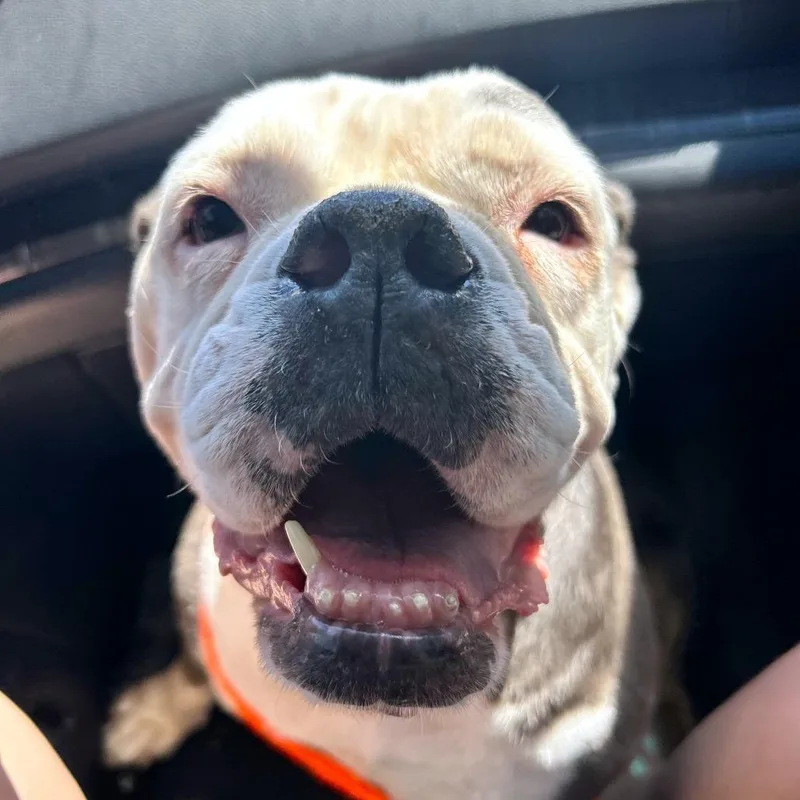 A senior medium-sized female White / Cream English Bulldog dog named Strawberry Shortcake for adoption in Las Vegas, NV