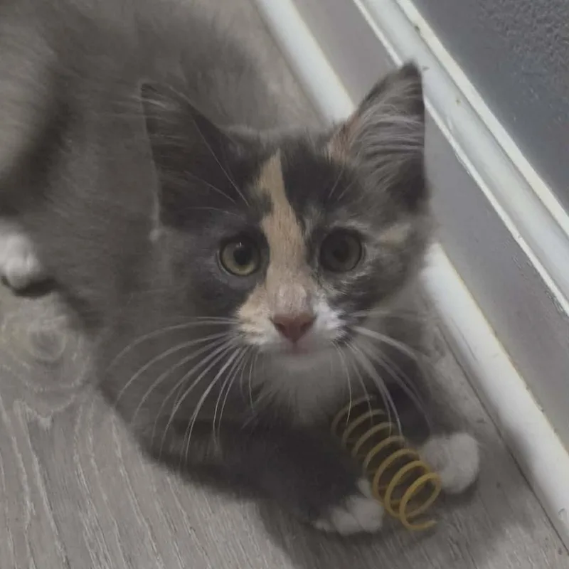 A baby medium-sized female Dilute Calico Domestic Medium Hair cat named Sophia for adoption in China Township, MI