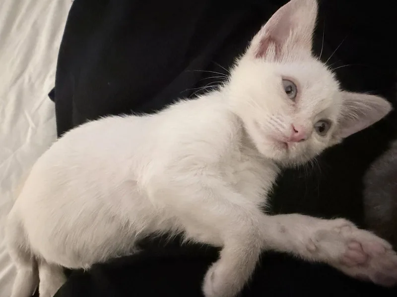 A baby medium-sized female White Domestic Short Hair cat named Petal for adoption in Royal Palm Beach, FL