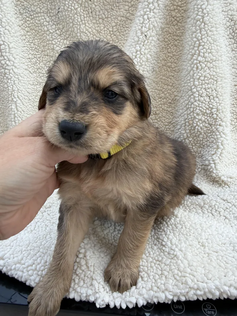 A baby small-sized female Labrador Retriever dog named Nutter Butter for adoption in Discovery Bay, CA