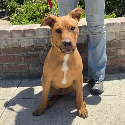 A young medium-sized male Red / Chestnut / Orange Pit Bull Terrier dog named Austin for adoption in Lathrop, CA