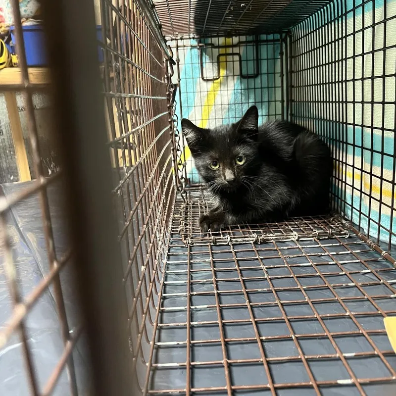 A baby small-sized male Black Domestic Short Hair cat named Roscoe for adoption in Oceanside, NY