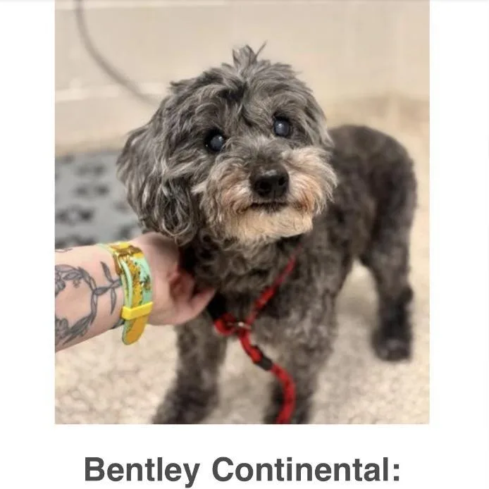 Bentley thumbnail 2