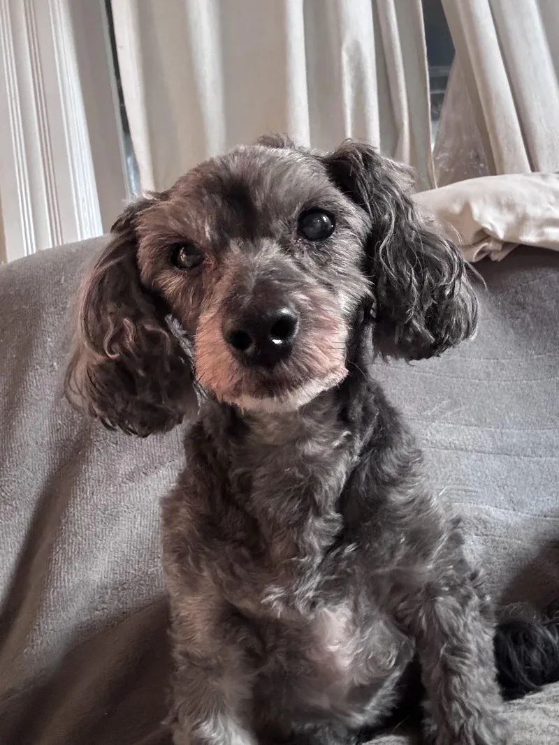Bentley thumbnail 4